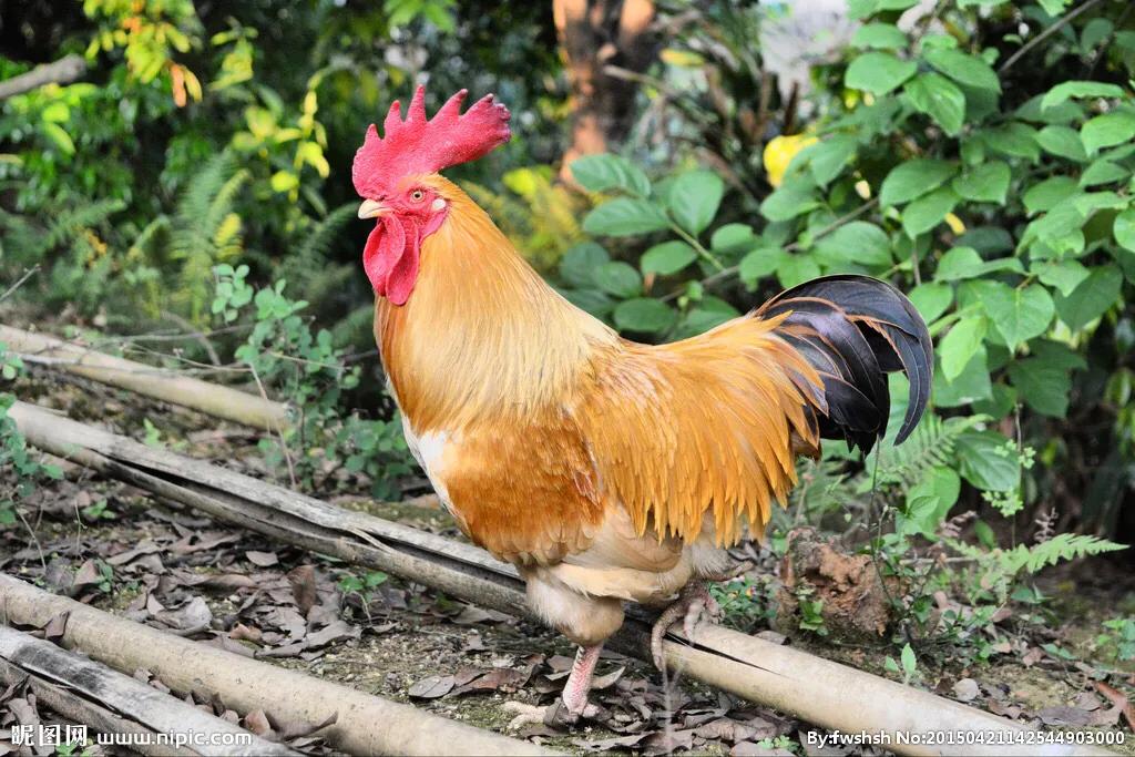 养鸡拉稀最有效的偏方,养鸡常得病的偏方