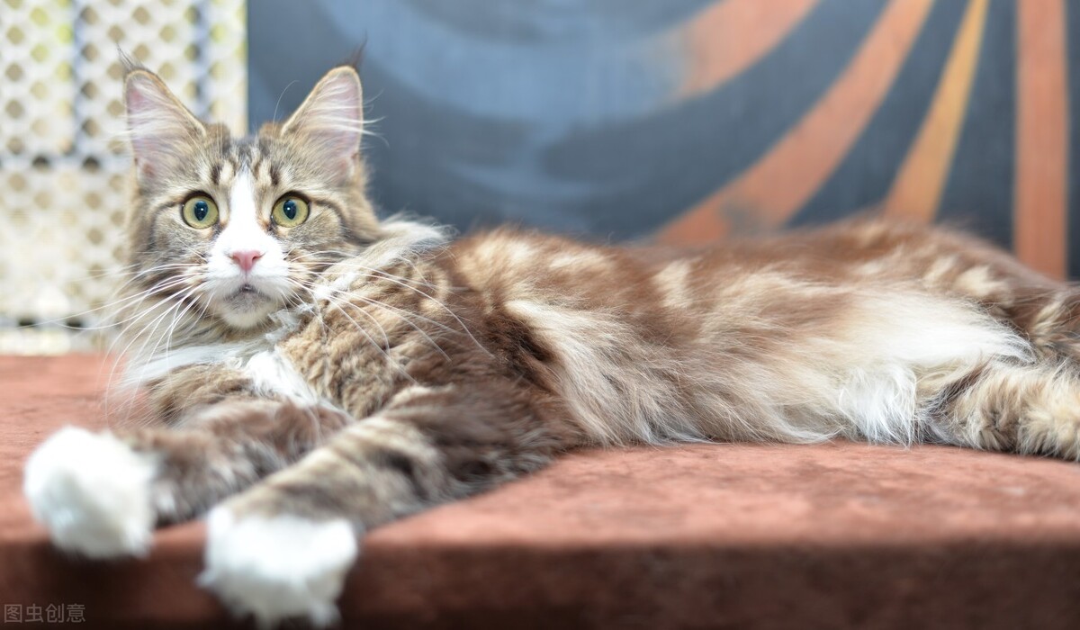 没有攻击性的猫,公认无攻击性的猫你最喜欢哪只