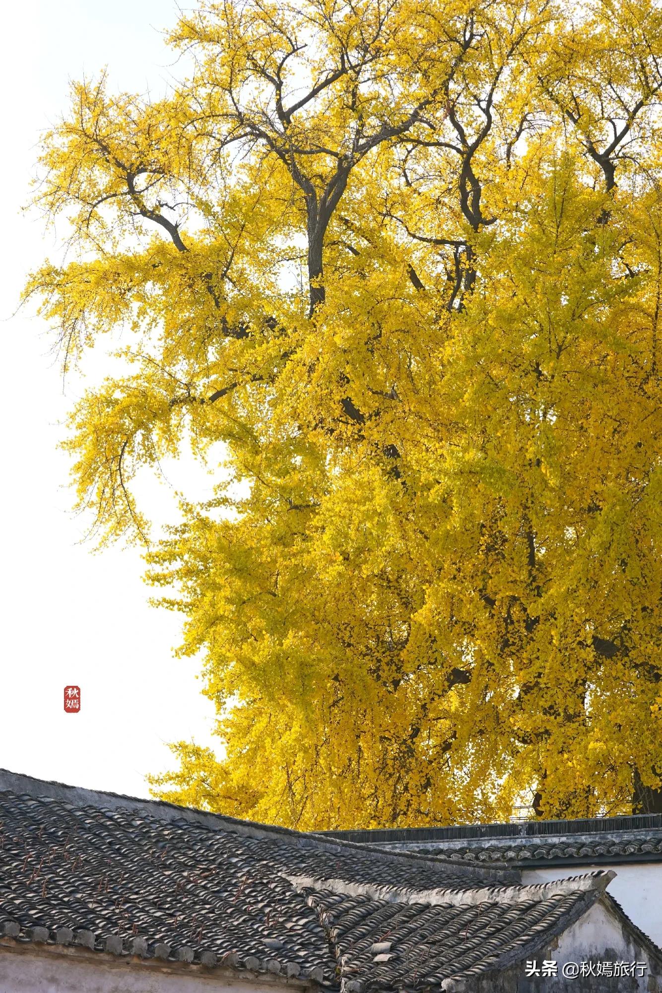 相城区北桥镇千年银杏树,苏州相城银杏打卡