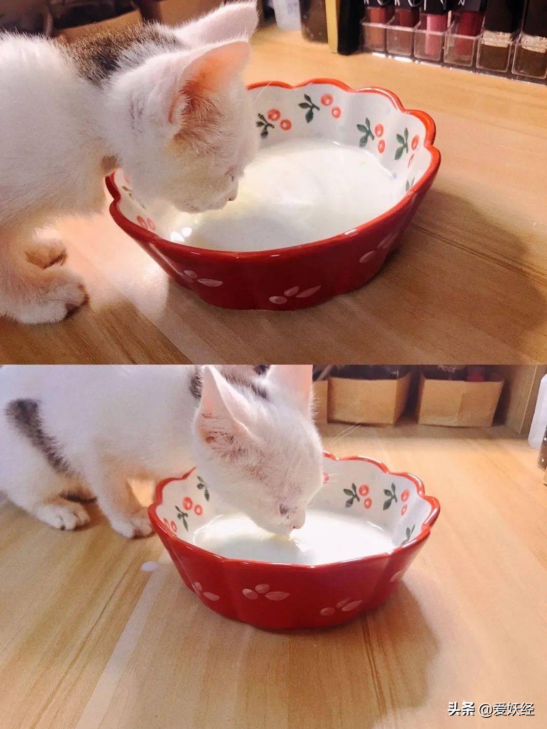 修正宠物羊奶粉测评,reddog红狗羊奶粉测评