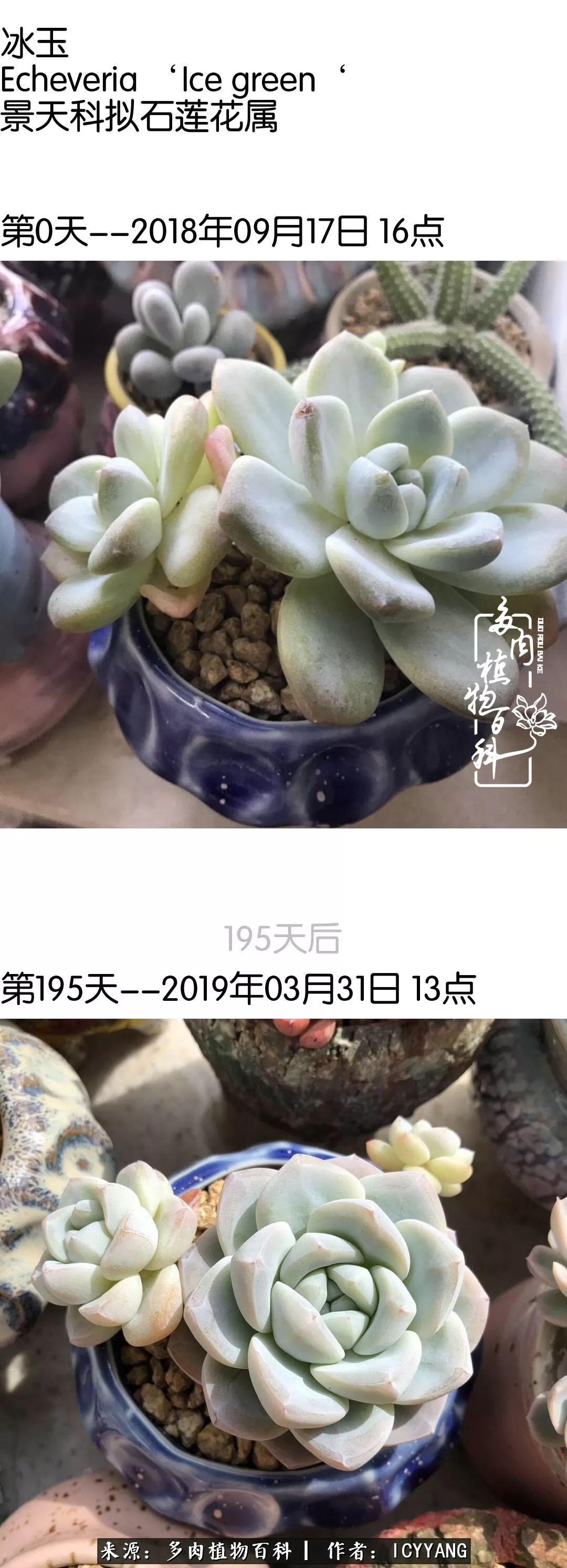 室内阳台多肉的养护方法,景天多肉养护