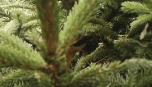 科学家如何观察植物,鸟类的研究方法