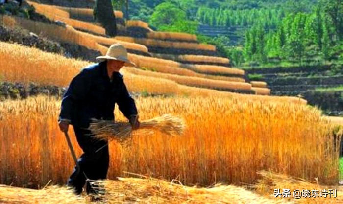 「黎明拾穗」43期诗词41首，首页篇篇造网红，风流戏子逞英雄