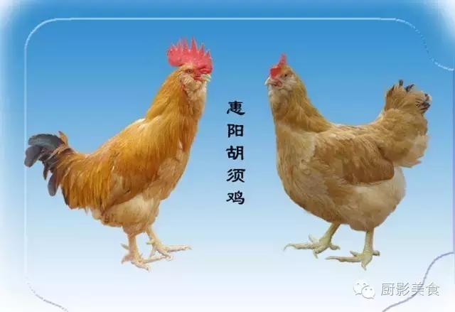 全世界的鸡都在这了，有你认识的吗？