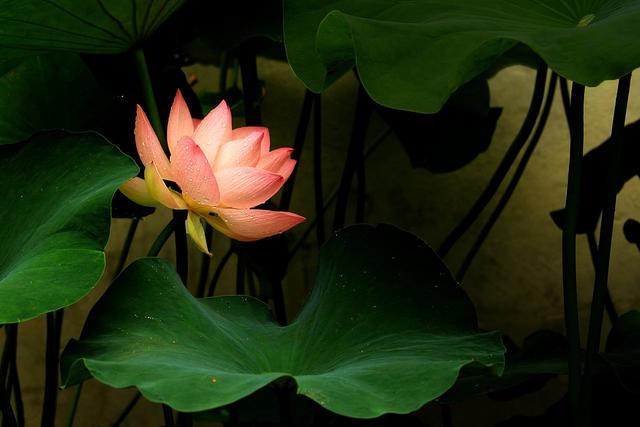 莲商会2019规模,莲商会的基本知识