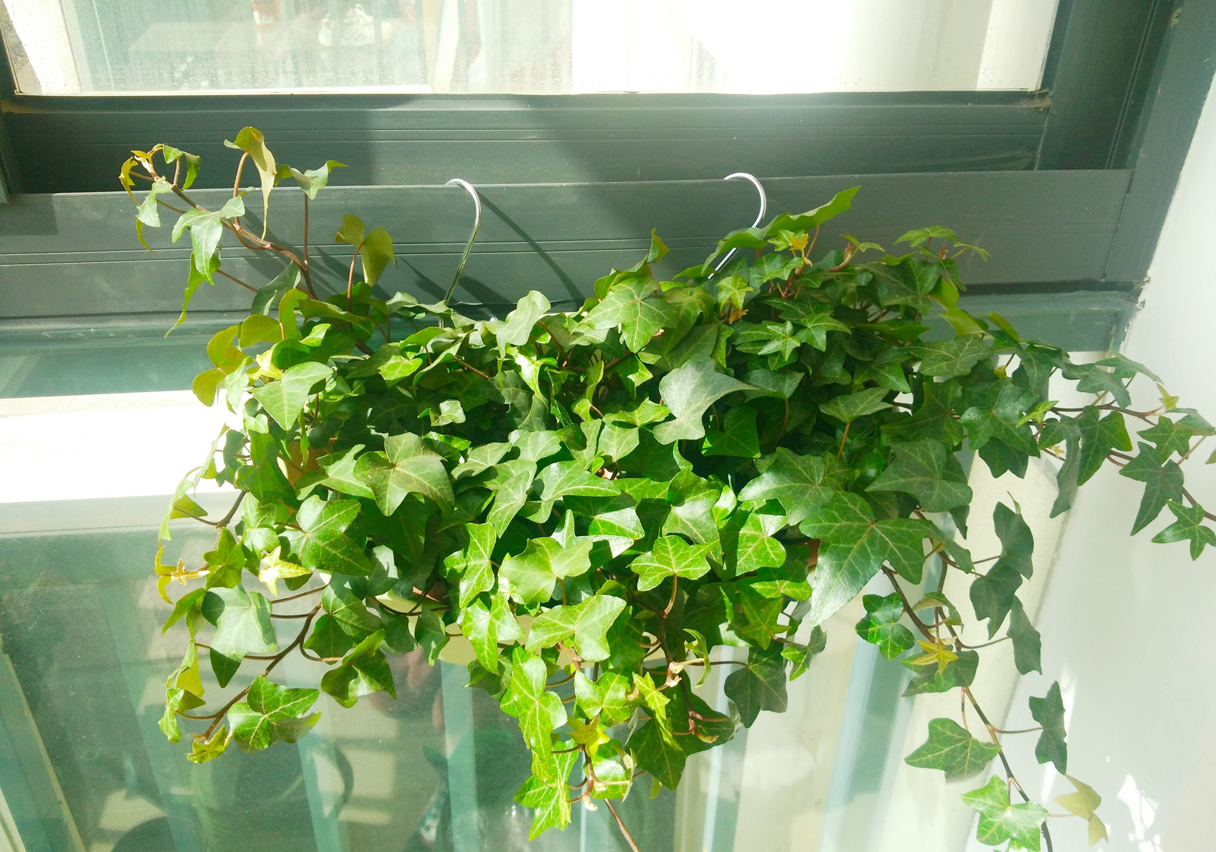 室内养花的小技巧和方法,室内养花技巧和注意事项