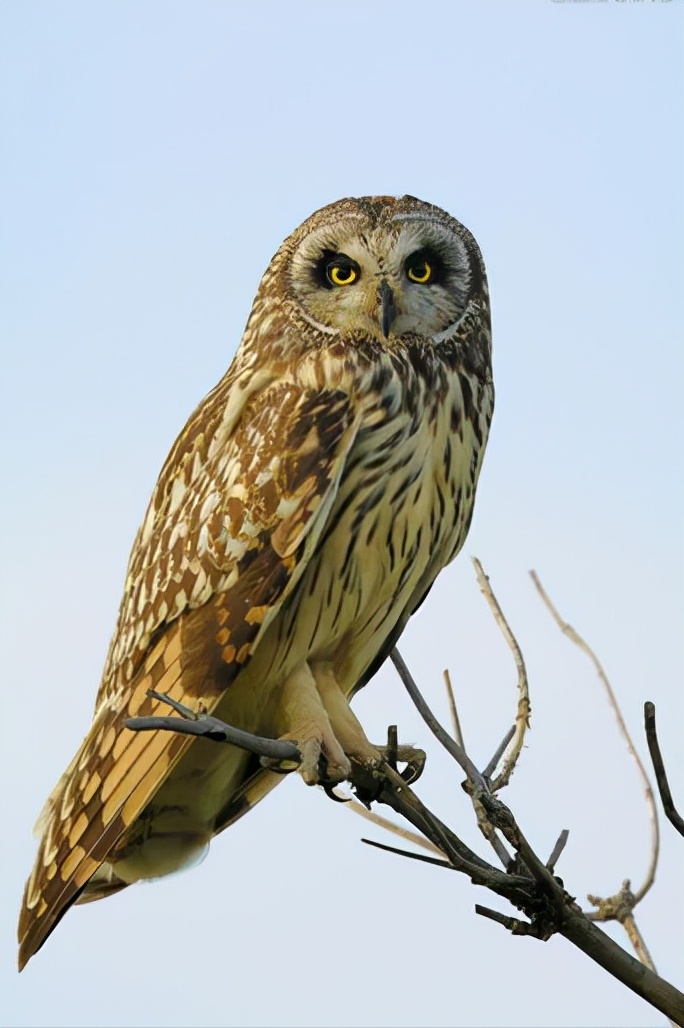 东江揽胜:收集常见鸟类图谱之猛禽篇,摄鸟人自留地,建议收藏