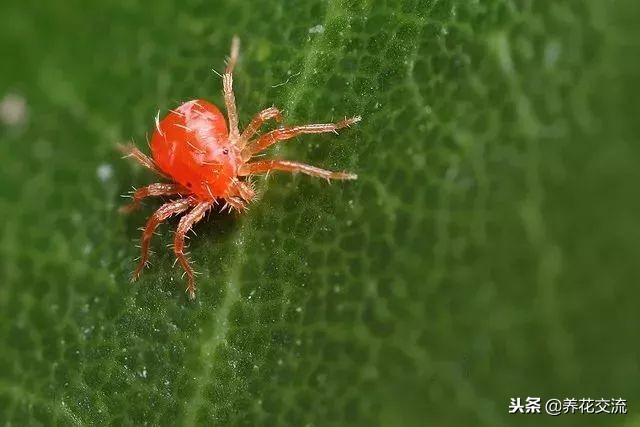 怎样防花红蜘蛛,怎样避免红蜘蛛