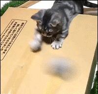 哪些猫咪玩具对小猫有害 (对猫咪有益的玩具)