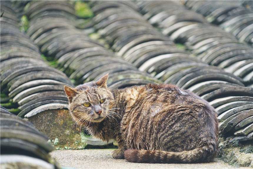 浙江最低调的一个古镇,浙江一座冷门古镇