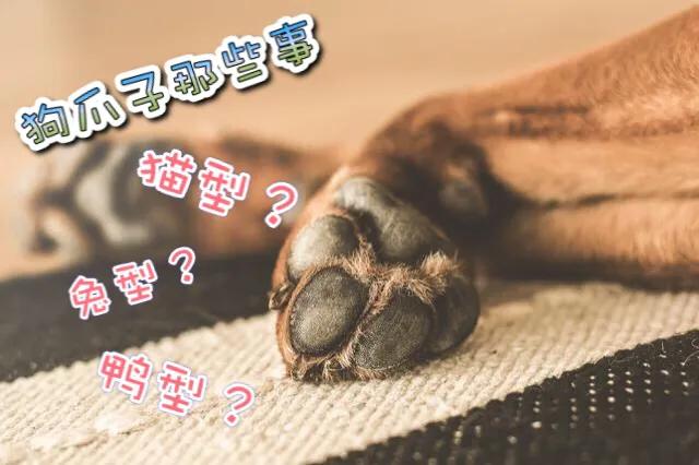 狗狗爪子为什么不能摸,狗狗的爪子容易伤人怎么办