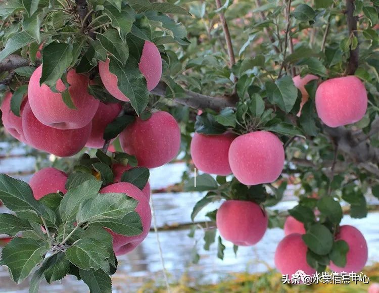 目前最有发展前途的早熟苹果品种,现在最好的富士苹果是什么品种