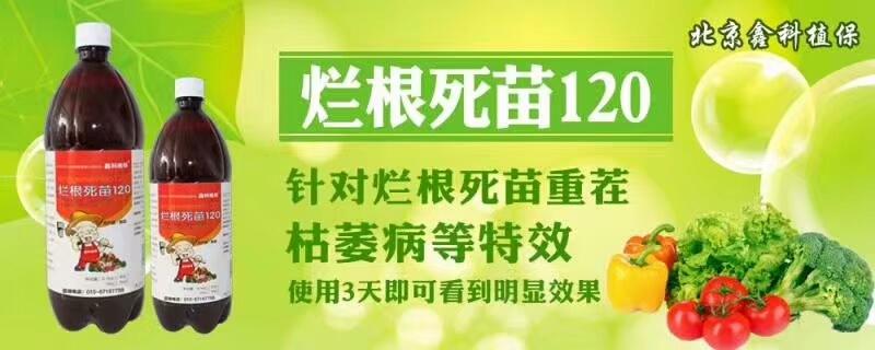 西瓜根腐病用什么药,西瓜根腐病死苗该咋办