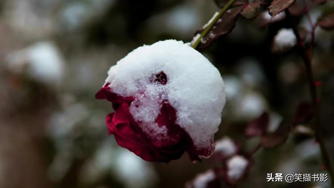 四月芳菲尽山寺桃花始盛开是什么意思,四月芳菲始盛开小说