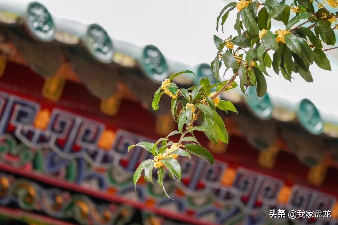 在盘龙的桂花香里，亲吻这个秋天|黑龙潭公园美图大赏