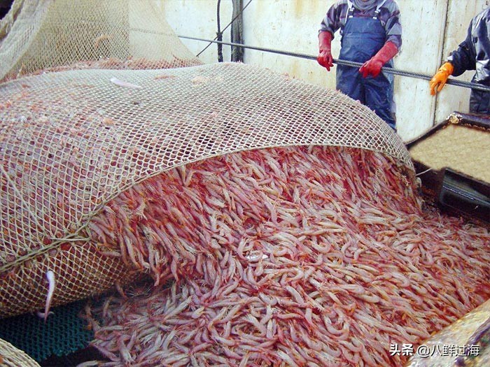 阿根廷红虾价格走低,阿根廷红虾捕捞最新
