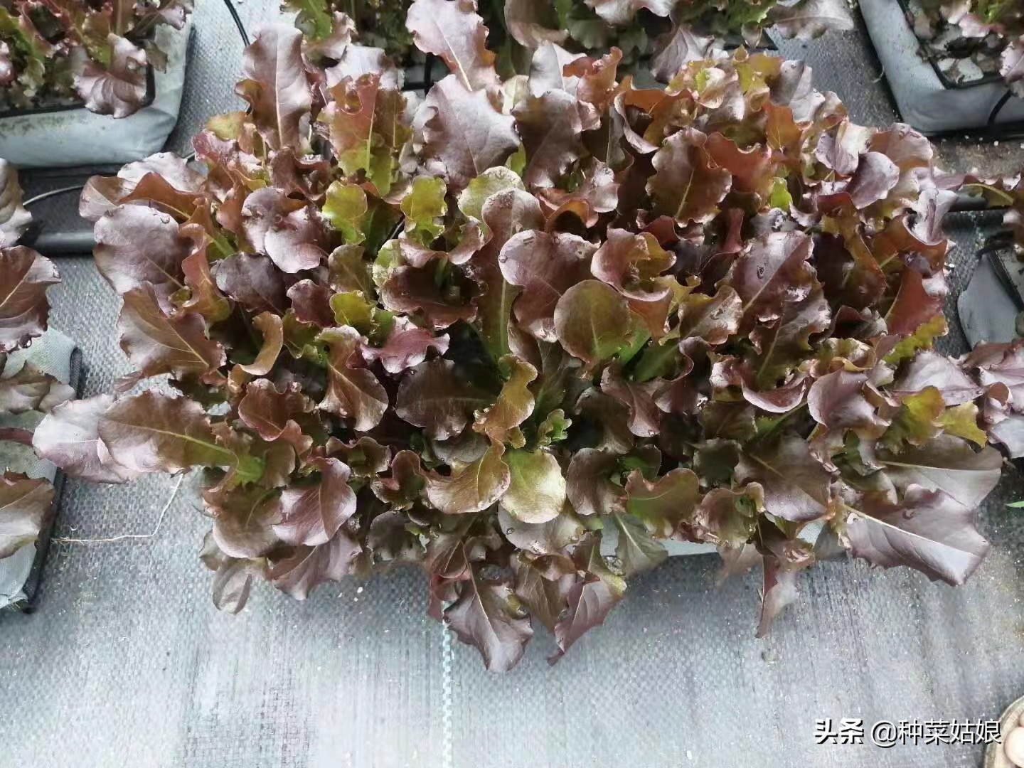 冬季阳光房种菜的技巧与方法,冬季种菜有哪些品种