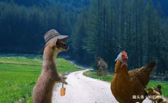 黄鼠狼为什么不能吃,黄鼠狼真的能吃吗