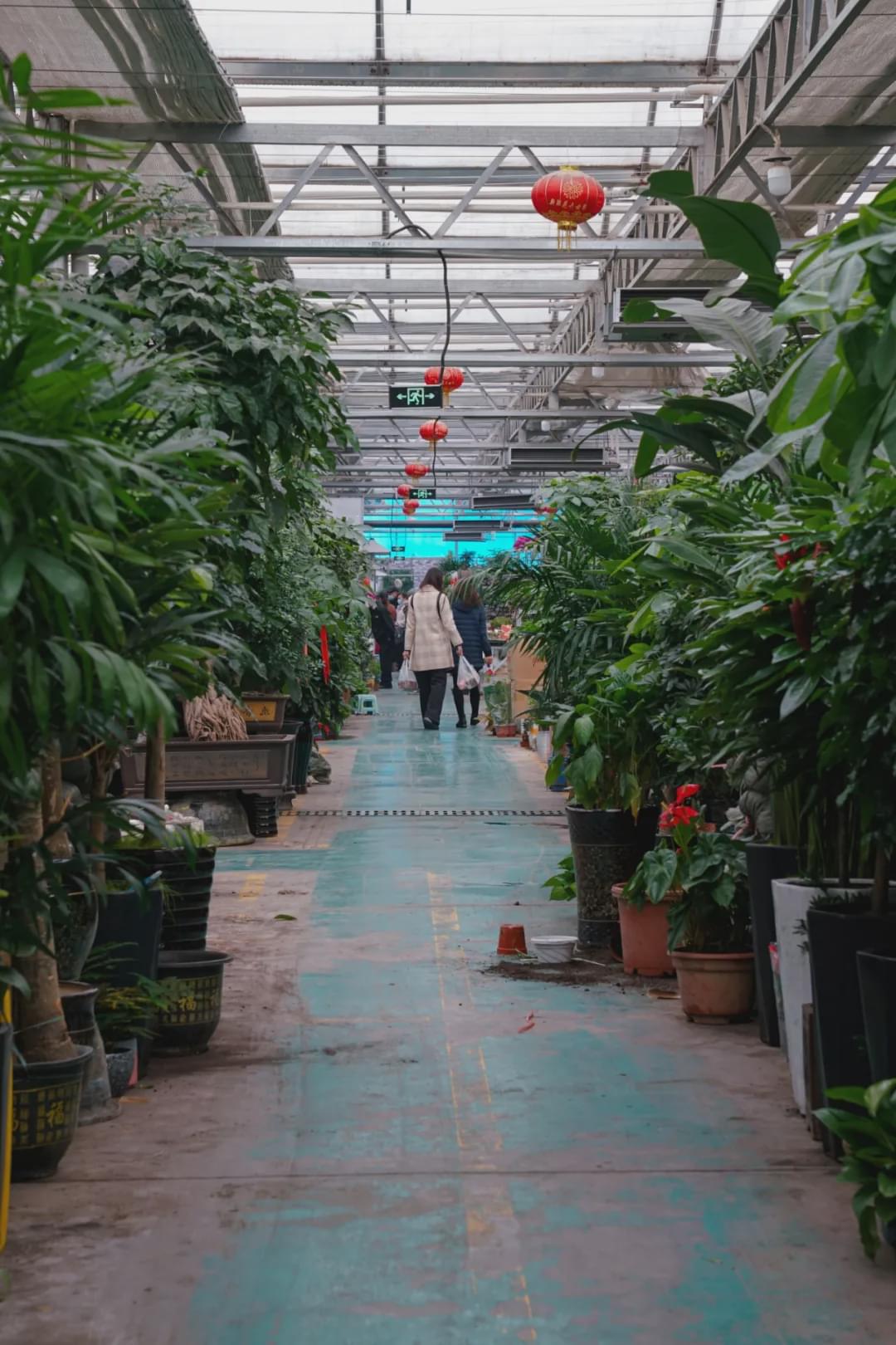 乌鲁木齐花市在哪里光明路附近,乌鲁木齐的花市在哪里