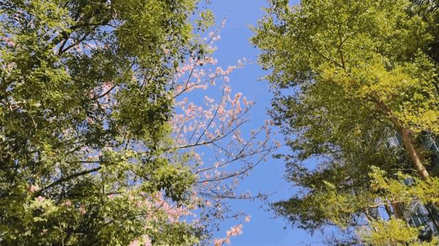 vlog拍摄16:9怎么拍,零基础入门学习拍vlog