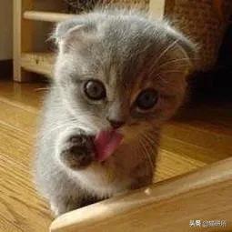 猫爪有什么隐藏的秘密,猫爪爪有哪些冷知识