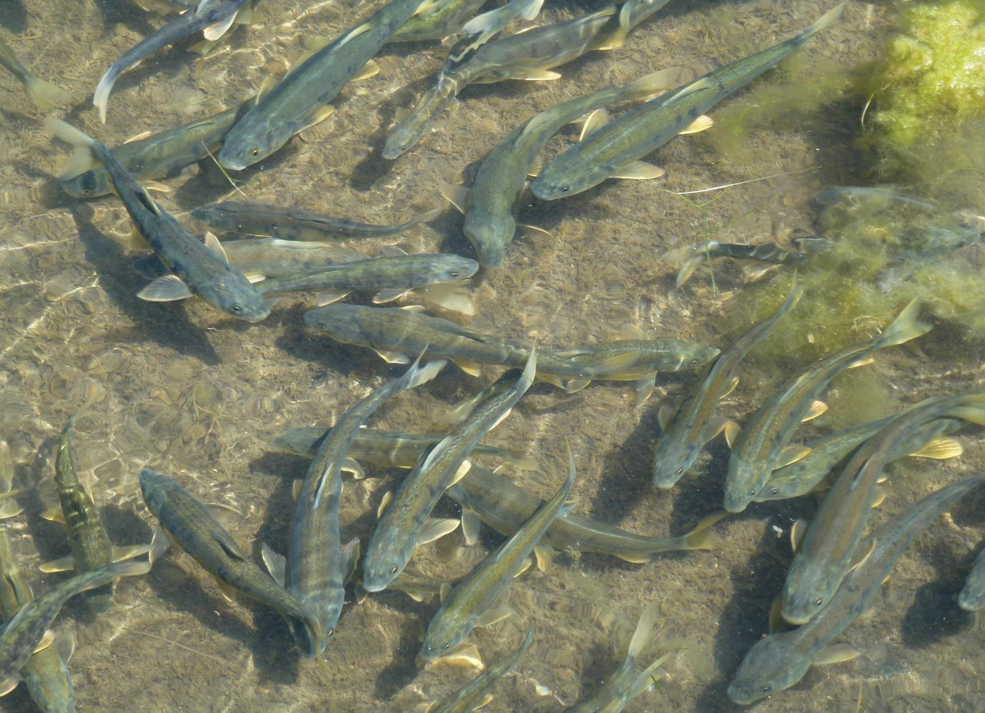 青海湖淡水湟鱼,青海湖湟鱼洄游产卵最佳观赏时间