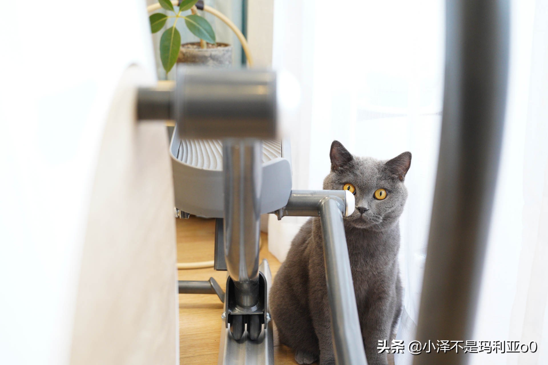 干货输出|细腰翘臀、燃脂塑形，小姐姐手把手教你练习椭圆机