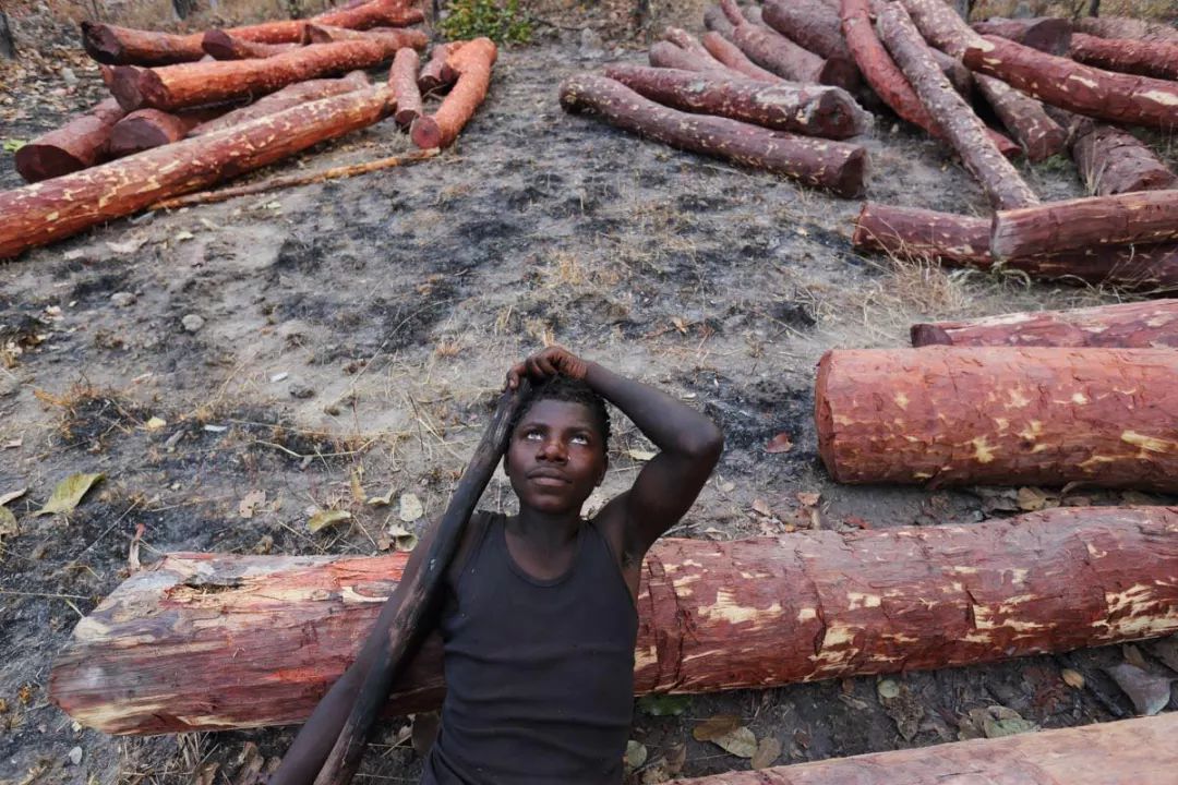 红木血檀最新消息,血檀带出去丢人吗