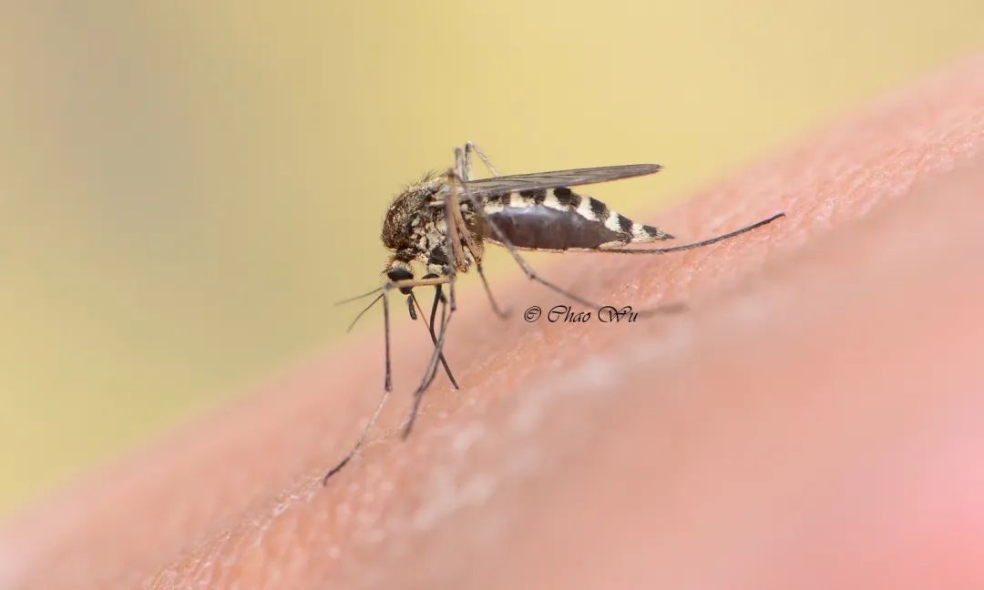 野外郊游怎样防蚊虫叮咬,夏季虫子叮咬科普视频