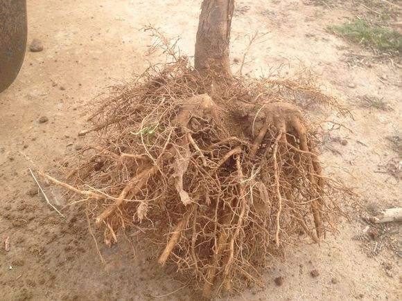 刚买的桂花叶子枯萎怎么挽救,如何挽救落叶的桂花