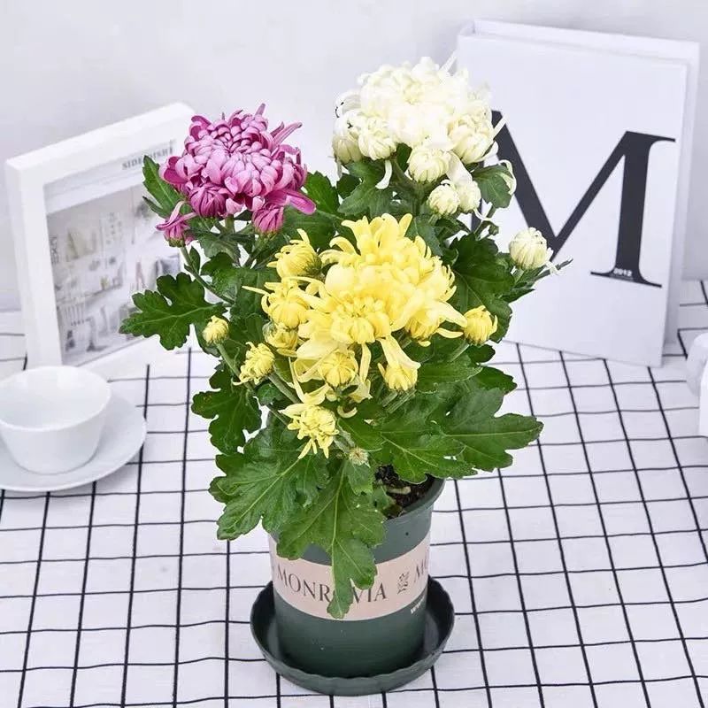 养花公认最美4种花满屋飘香,公认最好养的五种花