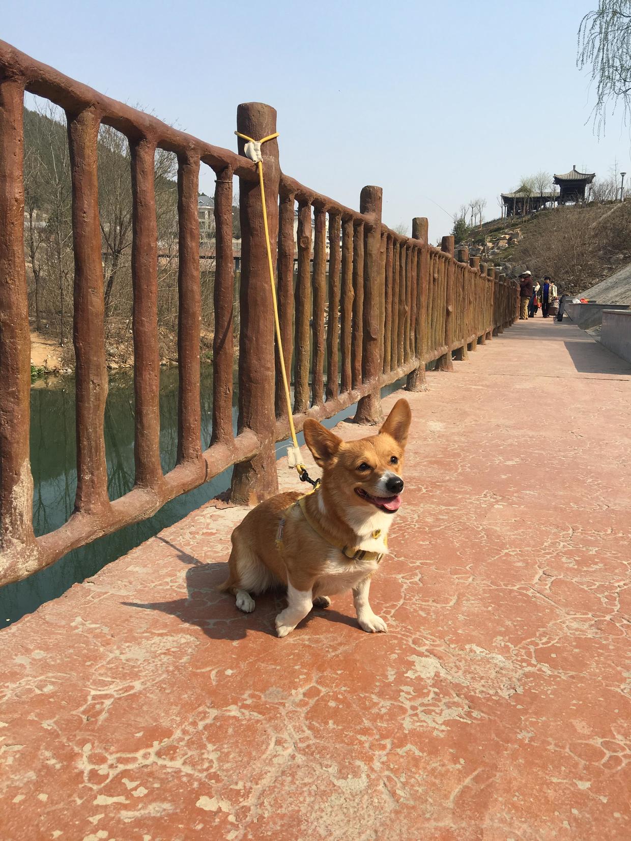 狗狗的成长历程和变化,狗狗的成长过程动画片