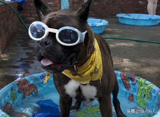 投资宠物店赚钱吗,开宠物店赚钱吗