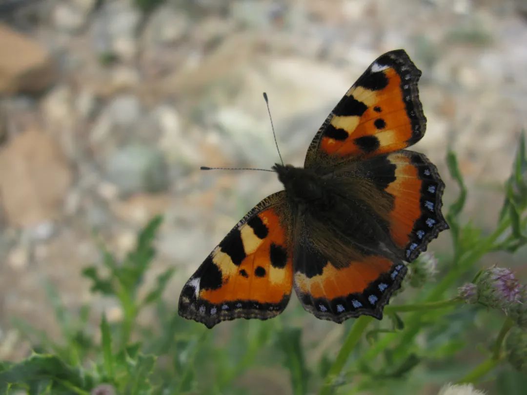 *疆新**的蝴蝶，惊世骇俗