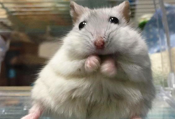 仓鼠减肥大闯关,小仓鼠减肥