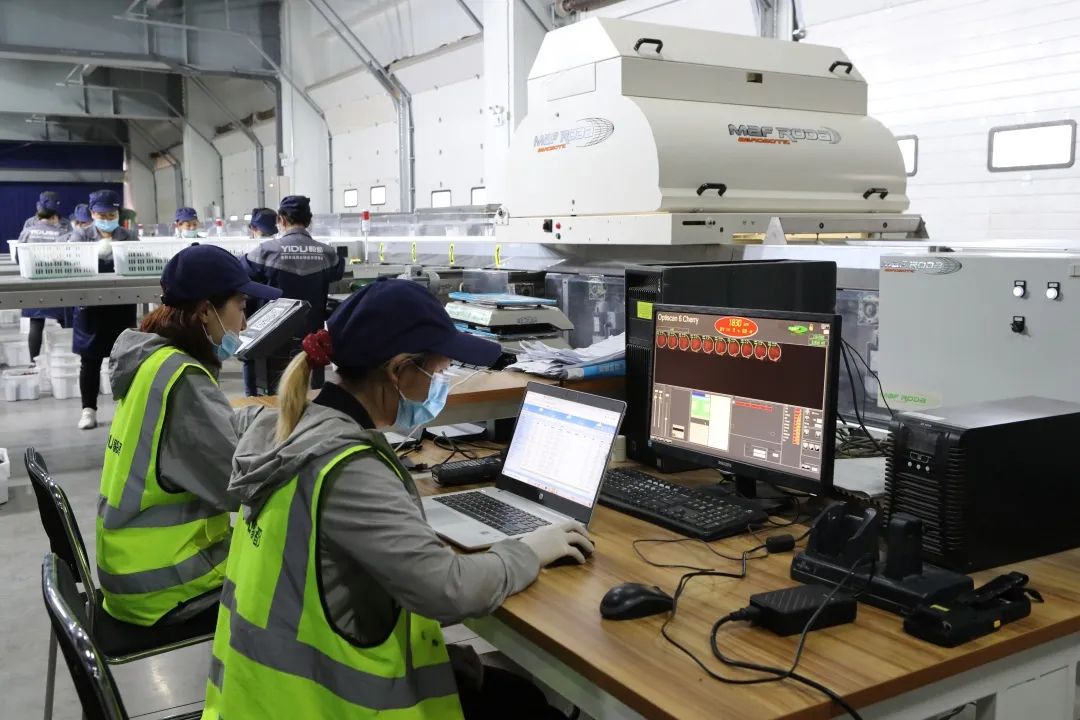 空运大连樱桃现摘,15吨大樱桃从青岛到广州怎么运输