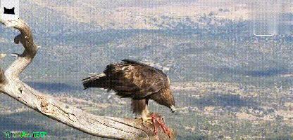 金雕的爪力大还是秃鹫的爪力大,秃鹫厉害还是金雕厉害