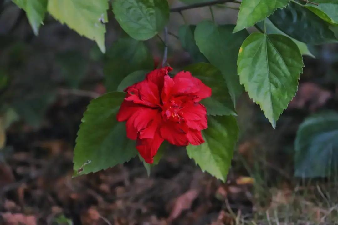 福州职业中专学校风景,福州职业技术学院校园图