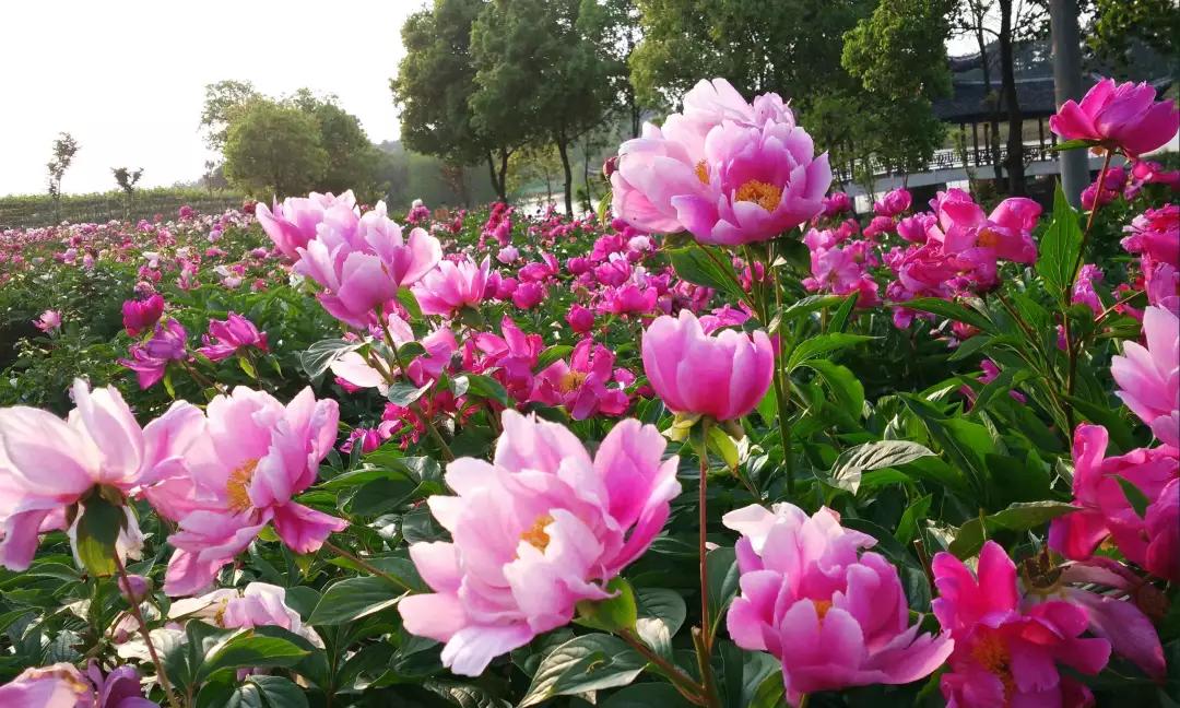 几种吉祥富贵的植物,最适合家里养的十大开花植物
