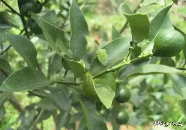 柑橘大实蝇和柑橘小实蝇常规虫害,柑橘虫害高清图谱及防治方法