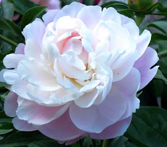 芍药杨妃出浴怎么样,芍药品种杨妃出浴独有的特征