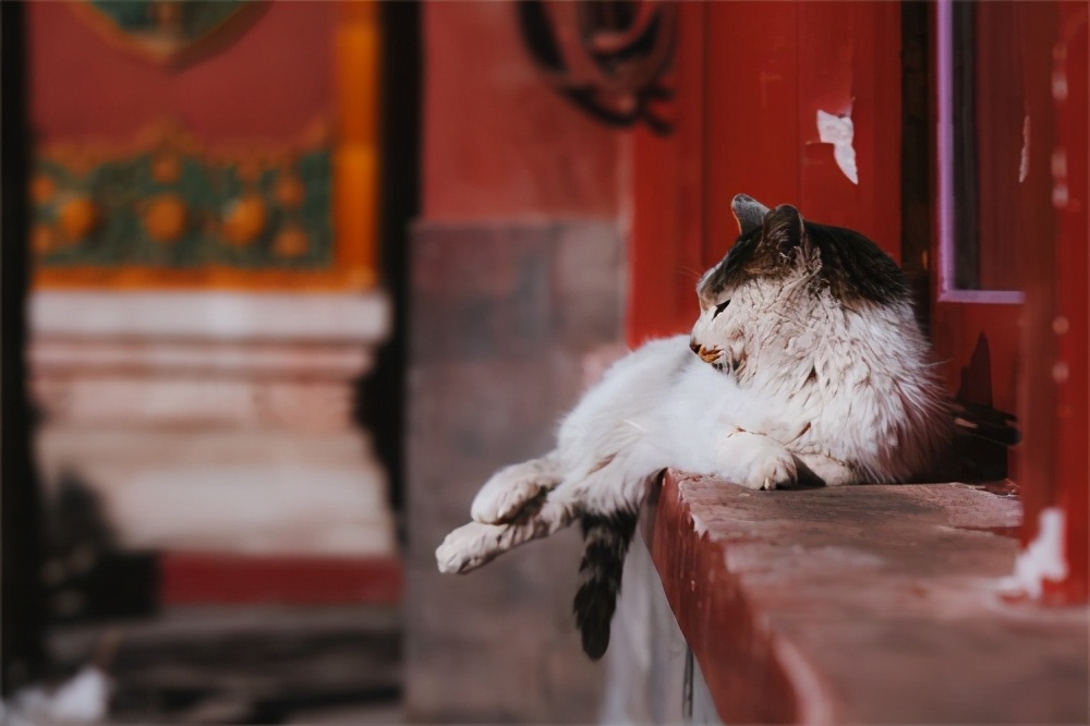 宫猫图鉴在哪儿,宫猫图鉴个人主页