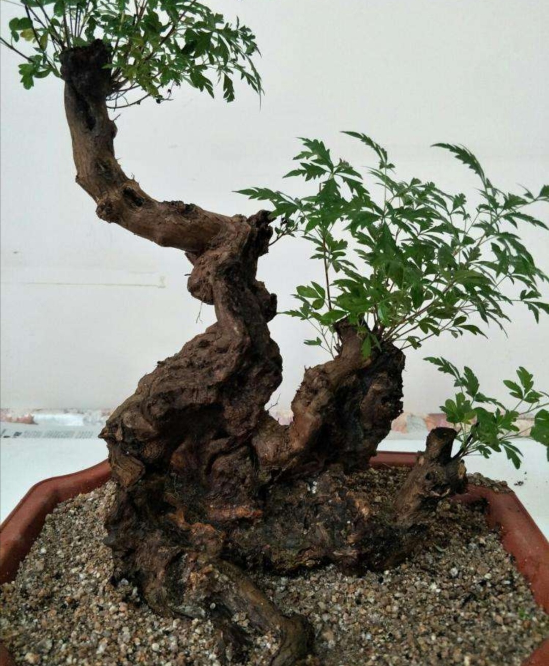 黄荆树桩盆景用什么泥土种植合适,黄荆盆景什么样的好一些