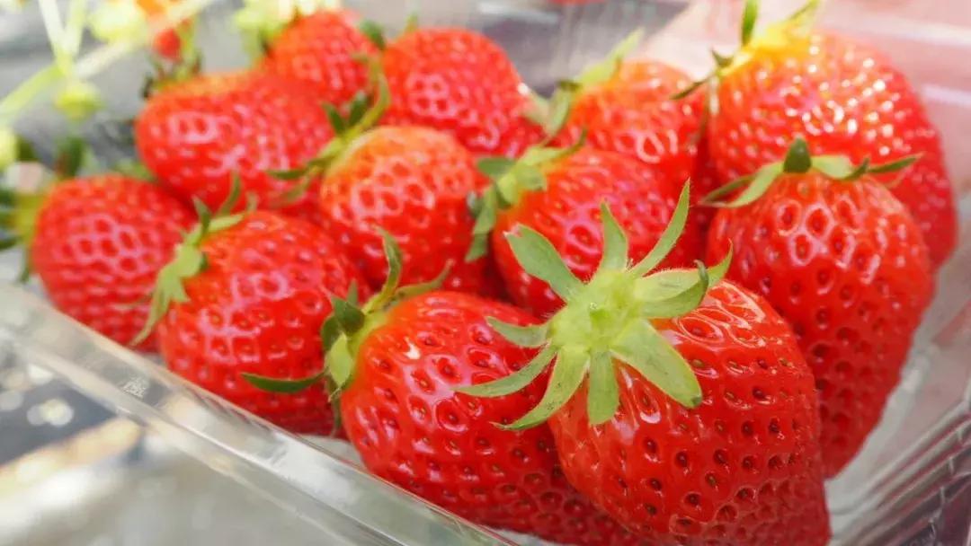 成都出发不到1h！3000多亩樱桃桑泡er随你摘，吃不饱算我输！