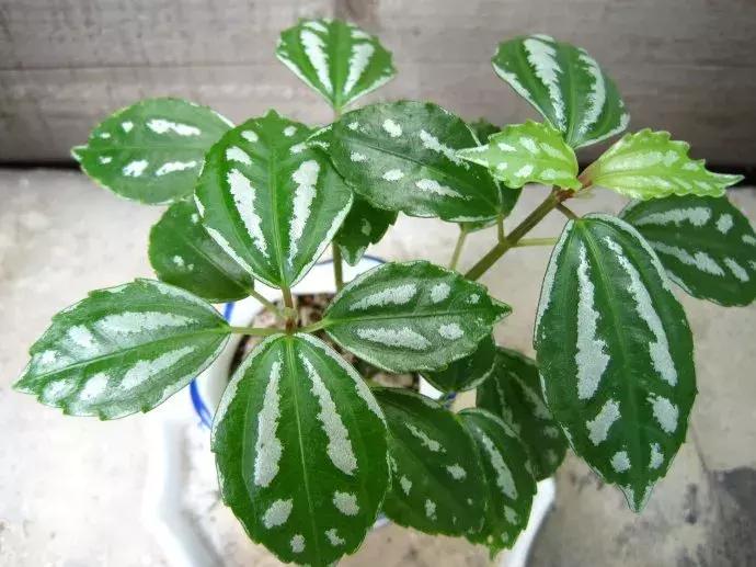 什么花吸甲醛油烟,能吸甲醛油烟的20种植物家家必养