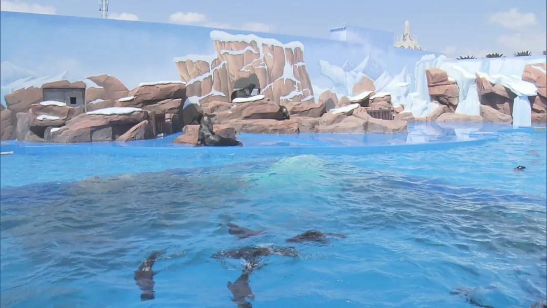 紧张又温暖！陡坡上，海狗妈妈突然分娩，保育员高举塑料桶空中接生！