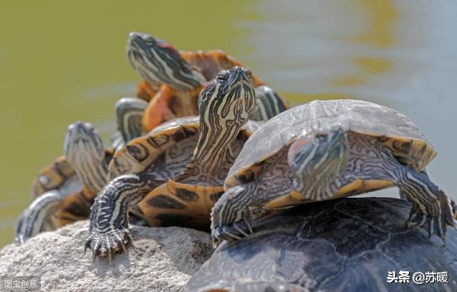养巴西龟的十大小技巧,新手养红耳巴西龟怎么养