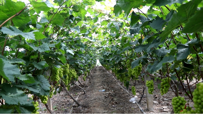 新洋丰农业项目,新洋丰绿色