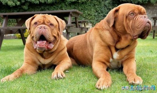 盘点世界上最大的狗排名,世界公认的十大体型最大的狗