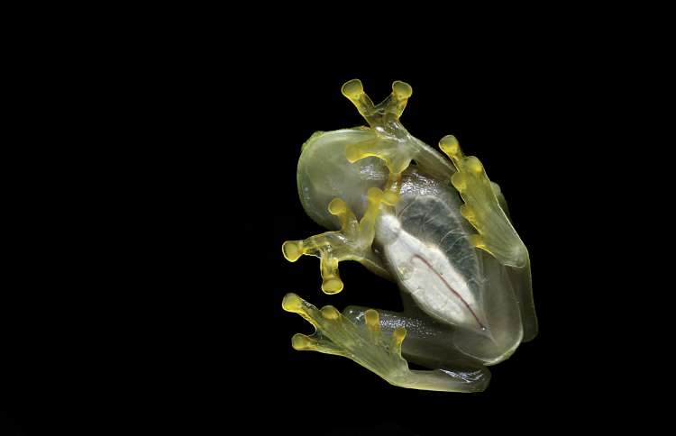 世界上十二种颜色华丽的动物,令人惊艳的17种动物绝对罕见